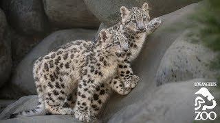 L.A. Zoo Introduces Endangered Snow Leopard Cubs