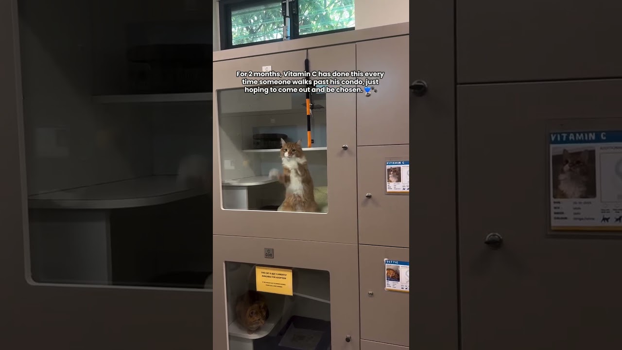 Learn more or apply for her, head to saveadog.org.au, go to Animals for Adoption section.