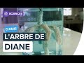 Larbre de diane  les incroyables expriences de chimie  futura