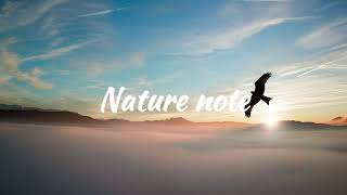 Eagle sounds for 1 hour| WEAR HEADPHONES FOR BETTER EXPERIENCE! screenshot 2