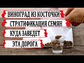 🍇 Виноград из КОСТОЧКИ ВИНОГРАДА. Стратификация ГИБРИДНЫХ семян. Начало длинного пути.