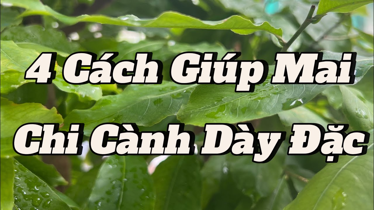 4 Cách Giúp  Mai  Phát Triển Chi Cành  Nhiều ! 
