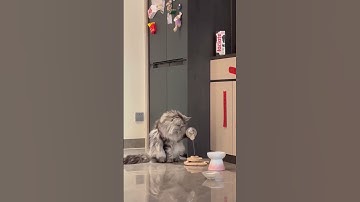 The Evolution of Catnip Toys