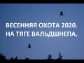 ВЕСЕННЯЯ ОХОТА 2020. НА ТЯГЕ ВАЛЬДШНЕПА.