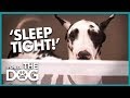 How to Keep a Dog Off the Marital Bed | It's Me or the Dog