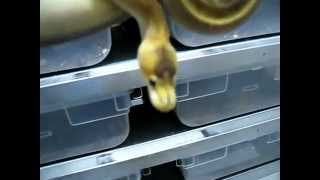 Celebrity Champagne Ball Python - Rickys Reptiles Net Worth