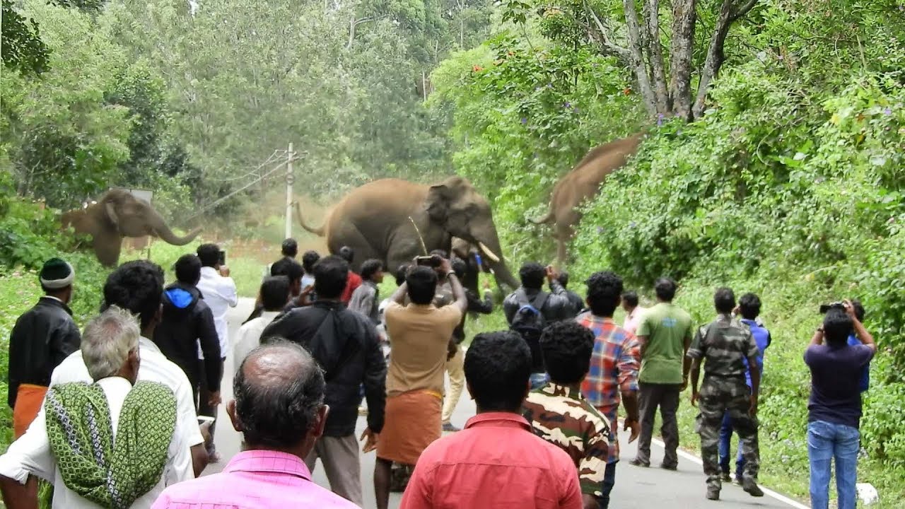 wild Elephant Crossing Kodaikanal –Palani Road In Kodaikanal Forests -  YouTube