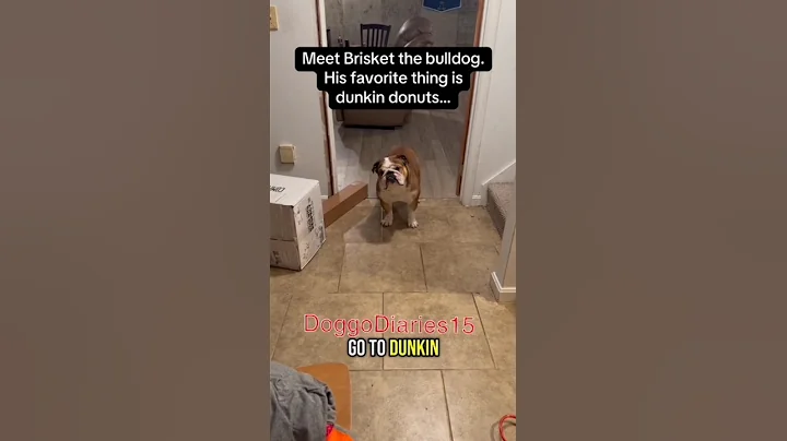 English Bulldog Brisket Want Donuts || DoggoDiaries15 #shorts #bulldog #pets #dog #puppy #trending