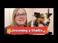 Grooming a Sheltie
