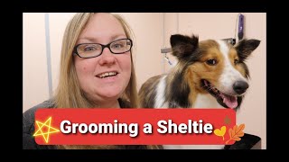 Grooming a Sheltie