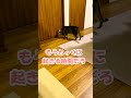 起きてこない飼い主を呼ぶ猫#Shorts