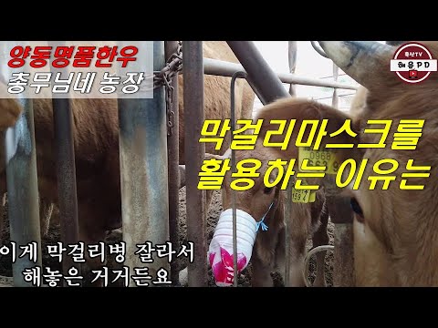 송아지에게 막걸리 마스크를 씌워야 했던 이유는(양동명품한우 총무님댁)