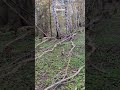 ♥️Swedish Nature In The Spring♥️