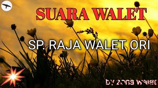 Suara Walet Sp.Raja Walet Ori