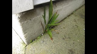 Trachycarpus Palm trees have naturalized in a narrow space between sidewalk & foundation