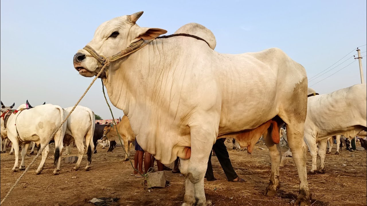 pebbair bull market-ongole cattle prices-oxen market in pebbair wanaparthy dist telangana-ox videos