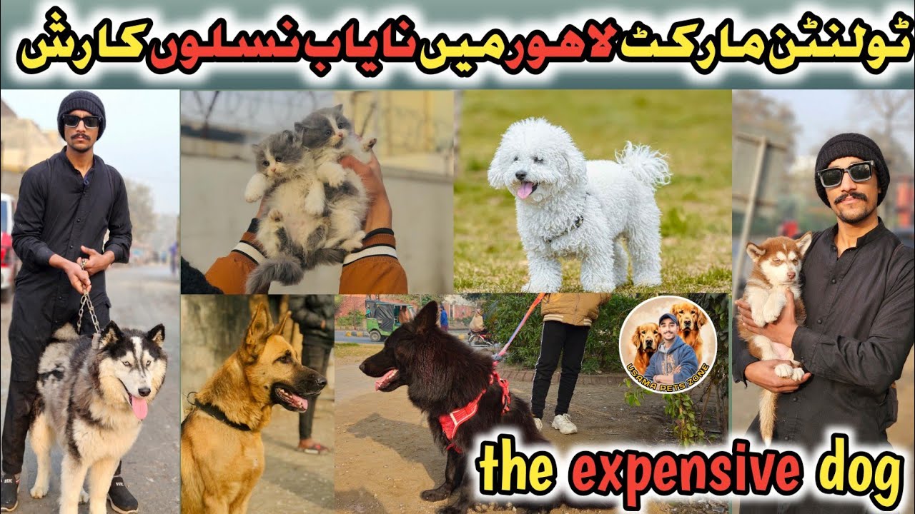 tollinton market lahore ma nayyab pets ka rash par gya January 11, 2026
