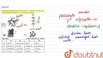 Examine the figure A,B,C and D. In which one of the four options all the items A,B,C and D are c...