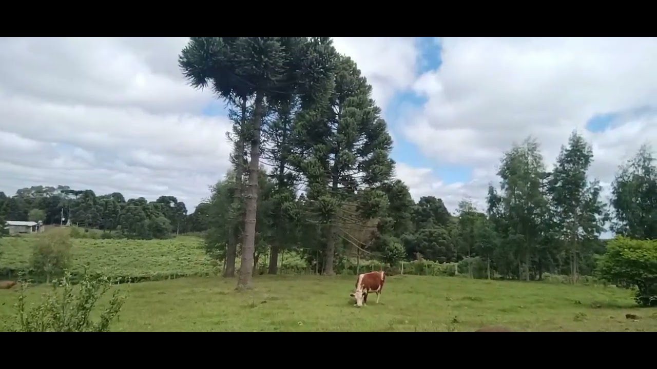 Caminhada 🥾 pelo Sitio @ Christian Trevisan