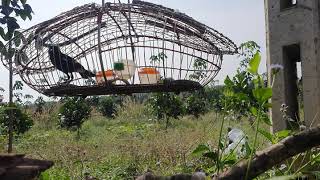 Download Lagu Chòe đất bổi giọng rừng rặc 100% MP3