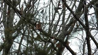 Gobblers Knob - Barred Owl 01 19 2021