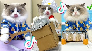 That Little Puff | Cats Make Food 😻 | Kitty God & Others | TikTok 2024 Pt.94