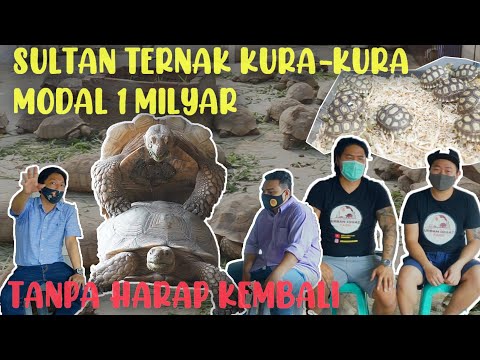TERNAK KURA2 MODAL 1 MILYAR, INI YANG BIKIN MAHAL!