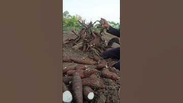 Thumbnail of pruning cassava stems from the harvest #shorts