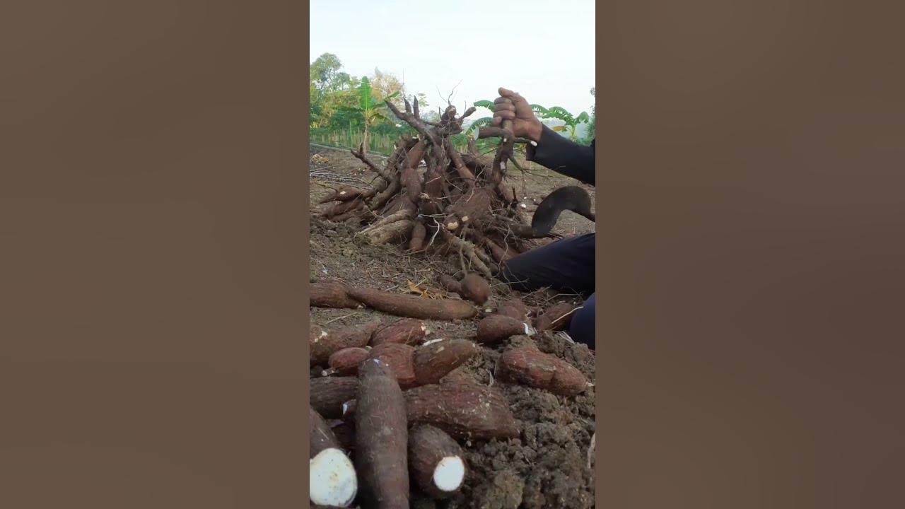 pruning cassava stems from the harvest #shorts