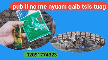 Pub me nyuam qaib li no thiaj tsis tuag.