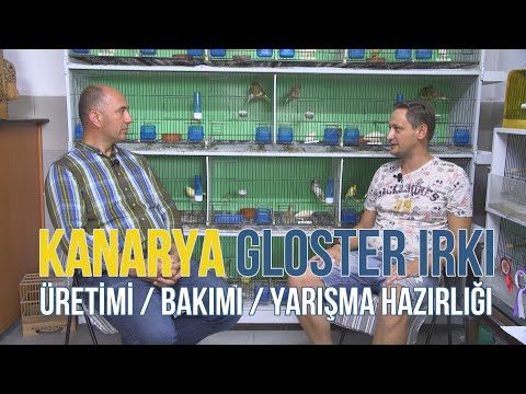 KANARYA GLOSTER IRKI(Üretimi - Bakımı - Yarışma Hazırlığı) - Süslü #kanarya #gloster #glosterkanarya