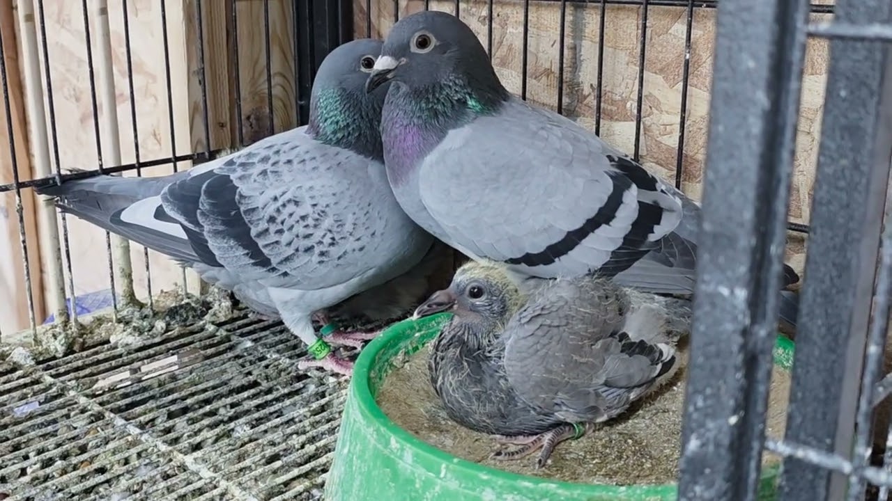 VLOG 66| SAAN AKO NAGKAMALI? | CMPADUALOFT | #racingpigeon #pigeon #kalapatids 