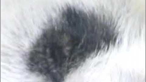 Creative Commons with Flickr