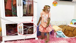Monkey LyLy cried because her mother locked the closet and wouldn't let her get her dress