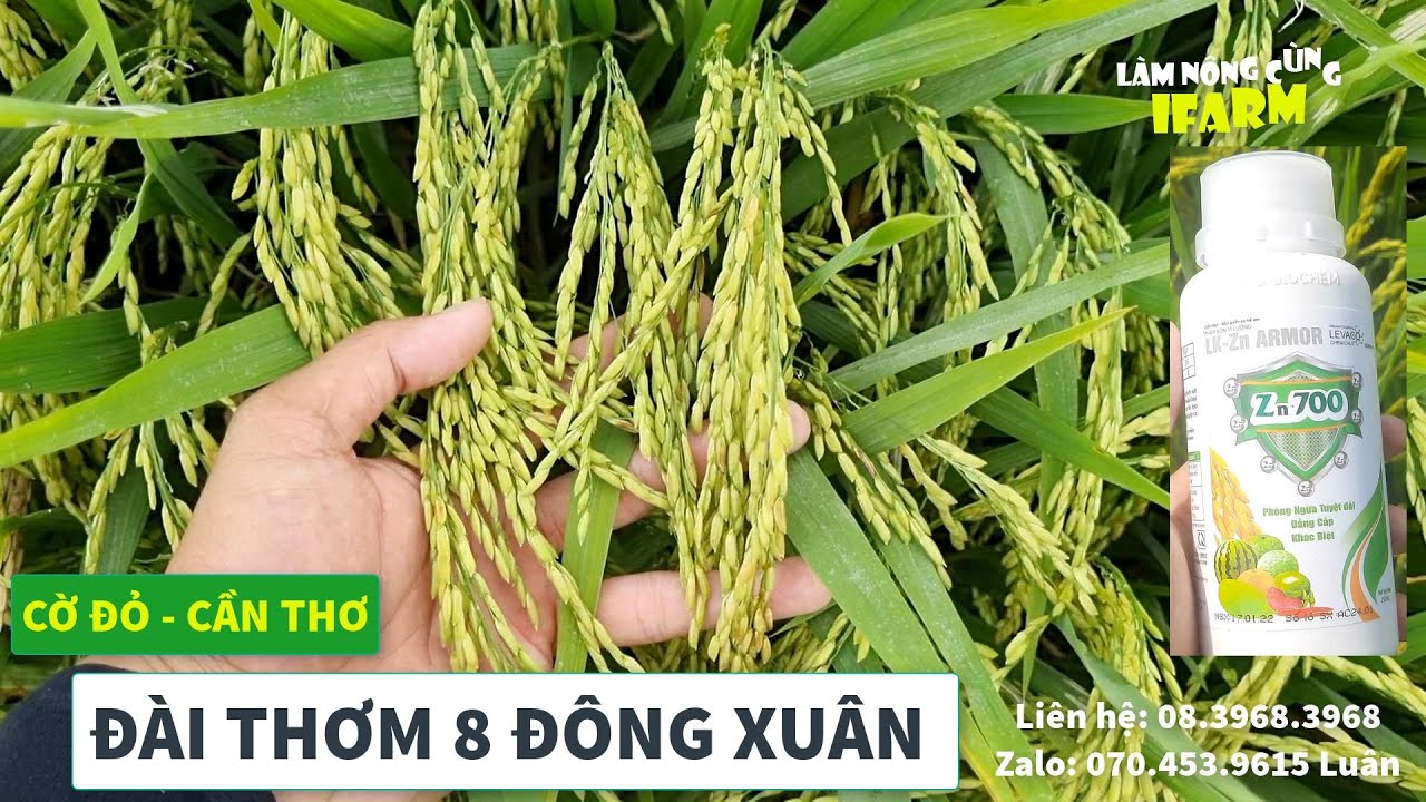 LÚA ĐÀI THƠM 8 ĐÔNG XUÂN: TRỔ RA XỊT 2 CỬ LÀ ĂN | HẠT SÁNG QUÁ | #QUYTRÌNHIFARM