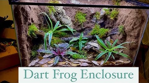 Dart Frog Setup Start to Finish