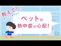 教えて!街のでんきやさん「ペットと猛暑を乗り切ろう!篇」【パナソニック公式】
