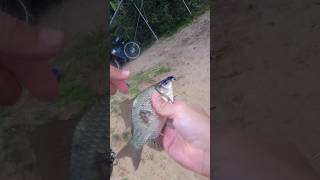 Карась на микроджиг🎣 https://youtu.be/7KBrcJr9le0 #река #рыбалка #fishing #mormo #карп #микроджиг