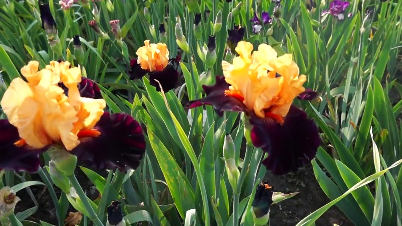 ирис art deco (schreiner, 1997). ирис килиманджаро. ирис старшип энтерпрайз. бородатые ирисы супергофрированные. Iris видео.