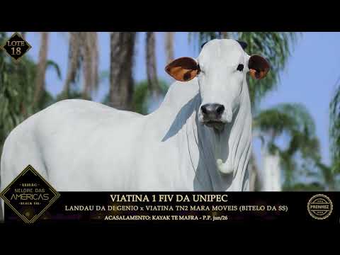 LOTE 18   PACOTE PRENHEZES