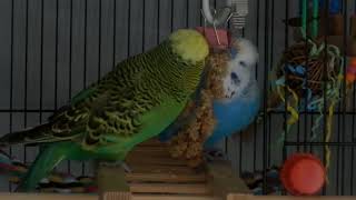 Hutch Huggy Eating Millet In Doorway. 20251002 114722