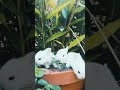 "A Tale of a Curious Rabbit"#wildlife #shorts #trending