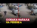 Собака покусала школьника в Махачкале