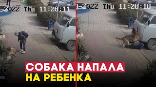 Собака покусала школьника в Махачкале