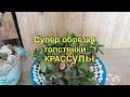 Супер кардинальная обрезка толстянки - крассулы Super cardinal cropping of Crassula - Crassula