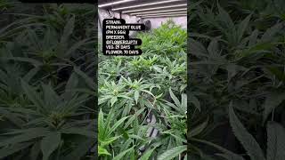 PERMANENT GLUE — bred by me, flowering now 💥 #FlowerCupTV #PermanentGlue #FlowerCupTV #GrowerLife