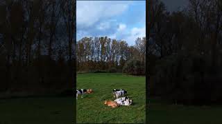 #wassenberg #cow #rural #cinematic