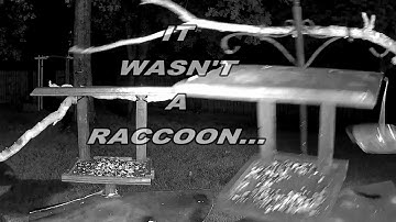 Reolink Captures: It Wasn