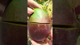 Mango 🥭 Hack #fruit #sweet #apple #mango #fruit #hack #fruitlovers #amsr #shortvideo