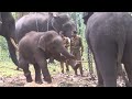 Puneeth Raj Kumar named baby elephant calf weaning process brief by dr.Vinay, wildLife Doctor